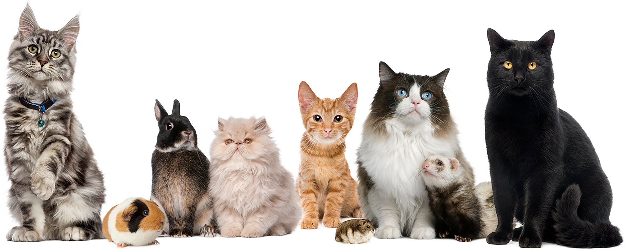 Whiskers Pet Sitting Services cats